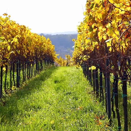 Geniessen - Winzerblick Zum Radfahren Oder Wandern *